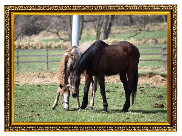 歴史的大波乱の立役者！春天を湧かせたビッグゴールドは、仔馬たちの良き園長先生に！Vol.49の画像4