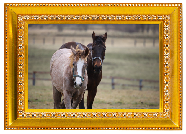 歴史的大波乱の立役者！春天を湧かせたビッグゴールドは、仔馬たちの良き園長先生に！Vol.49の画像5