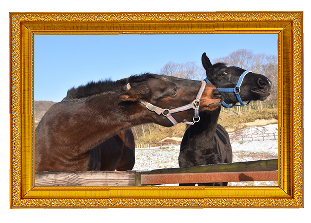 歴史的大波乱の立役者！春天を湧かせたビッグゴールドは、仔馬たちの良き園長先生に！Vol.49の画像8