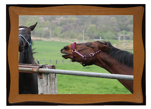 歴史的大波乱の立役者！春天を湧かせたビッグゴールドは、仔馬たちの良き園長先生に！Vol.49の画像9