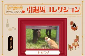 ルーラーシップに猫パンチをお見舞い！江田照男騎手とのコンビで大金星を挙げたネコパンチは、猫の棲家で個性爆発中！ Vol.50