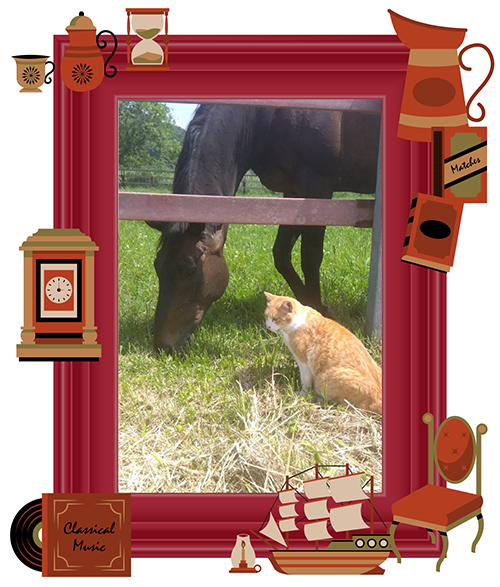 ルーラーシップに猫パンチをお見舞い！江田照男騎手とのコンビで大金星を挙げたネコパンチは、猫の棲家で個性爆発中！ Vol.50の画像3