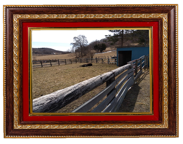 ルーラーシップに猫パンチをお見舞い！江田照男騎手とのコンビで大金星を挙げたネコパンチは、猫の棲家で個性爆発中！ Vol.50の画像5