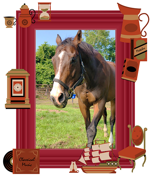 マテラスカイを10歳で破った鉄人！研修生から「アイアン先生」と慕われるメイショウアイアンの今！ Vol.51の画像3