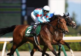 【関屋記念】夏のマイル王を目指すトゥードジボンは買いか消しか？鍵を握る “○○戦法”とは？