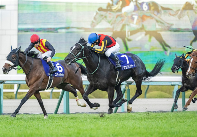 アスコリピチェーノなど有力馬が復帰する秋競馬が開幕！