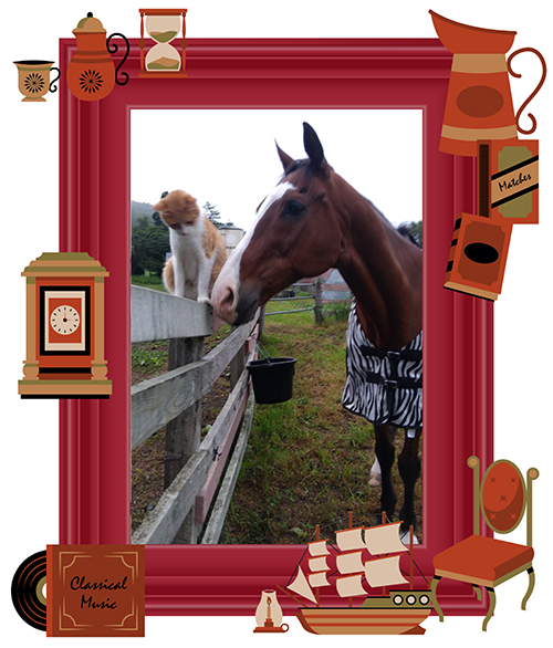 メイショウドトウ|\'01 宝塚記念を制した「不屈の挑戦者」は、牧場猫・メトとの名コンビでメディアを席巻中！の画像5