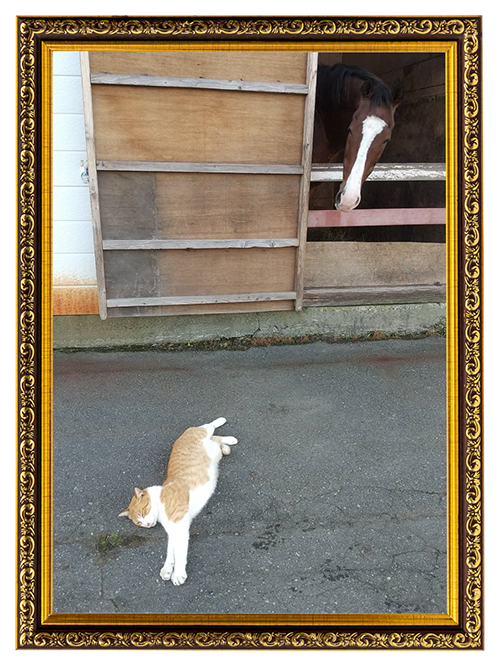 メイショウドトウ|\'01 宝塚記念を制した「不屈の挑戦者」は、牧場猫・メトとの名コンビでメディアを席巻中！の画像17