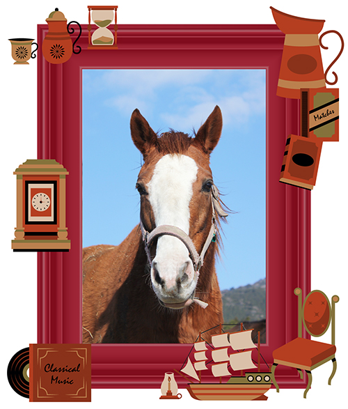 ナイスネイチャが余生を導いた⁉︎ みんなが慕う群れのボス、ハギノハイブリット! vol.46の画像1