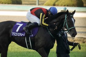 アスコリピチェーノ「異例」の京成杯AH（G3）始動もハンデ酷量は避けられず？ 過去にあった超大物3歳馬の出走