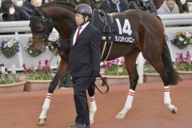 【京都金杯（G3）展望】4年ぶり京都で「7戦6勝」ダノンティンパニーVS「5億円ホース」ドーブネ！