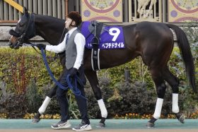 【かしわ記念（G1）展望】砂の新マイル王ペプチドナイルがG1連勝を懸けて登場！対抗筆頭格はダートで「7-4-1-1」超堅実なアノ馬
