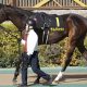 マーメイドSも宝塚記念も夏競馬は名物編集長のこの3頭で勝負!モレイラ騎手やルメール騎手の裏事情、「本命キラーAI」の馬券期待値の高い伏兵馬も必見!