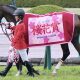 【菊花賞(G1)展望】ダノンデサイル×横山典弘VSアーバンシック×C.ルメール!淀の3000mで長距離の名手が激突